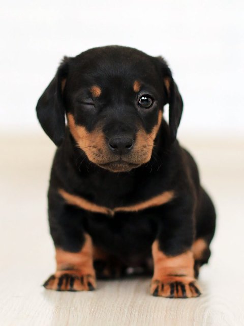 Original photo: Dachshund puppy's barn dance with its clones