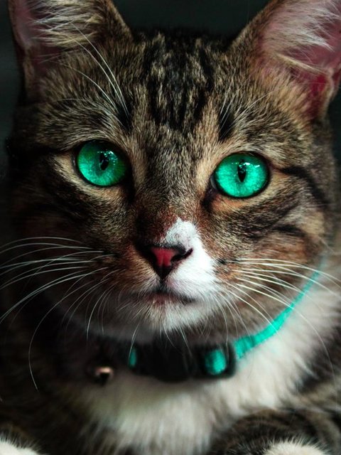 Original photo: Tabby cat doing the smug head shake